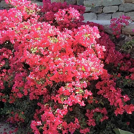 Le Mareddre Scauri (Sicily)